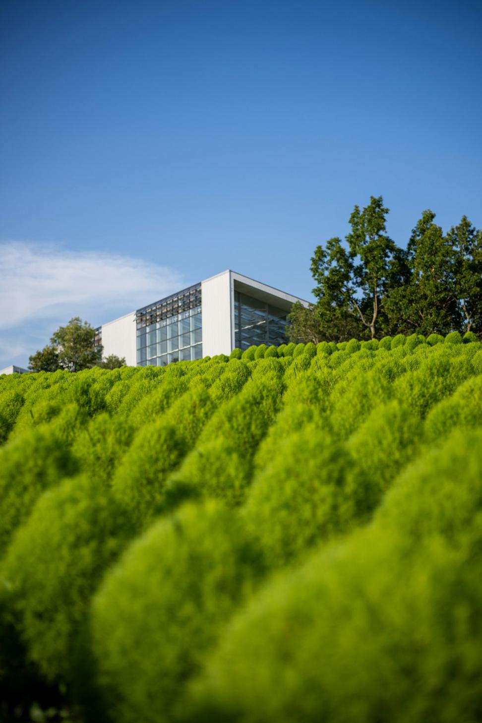 Cedar Living Wall Plaza